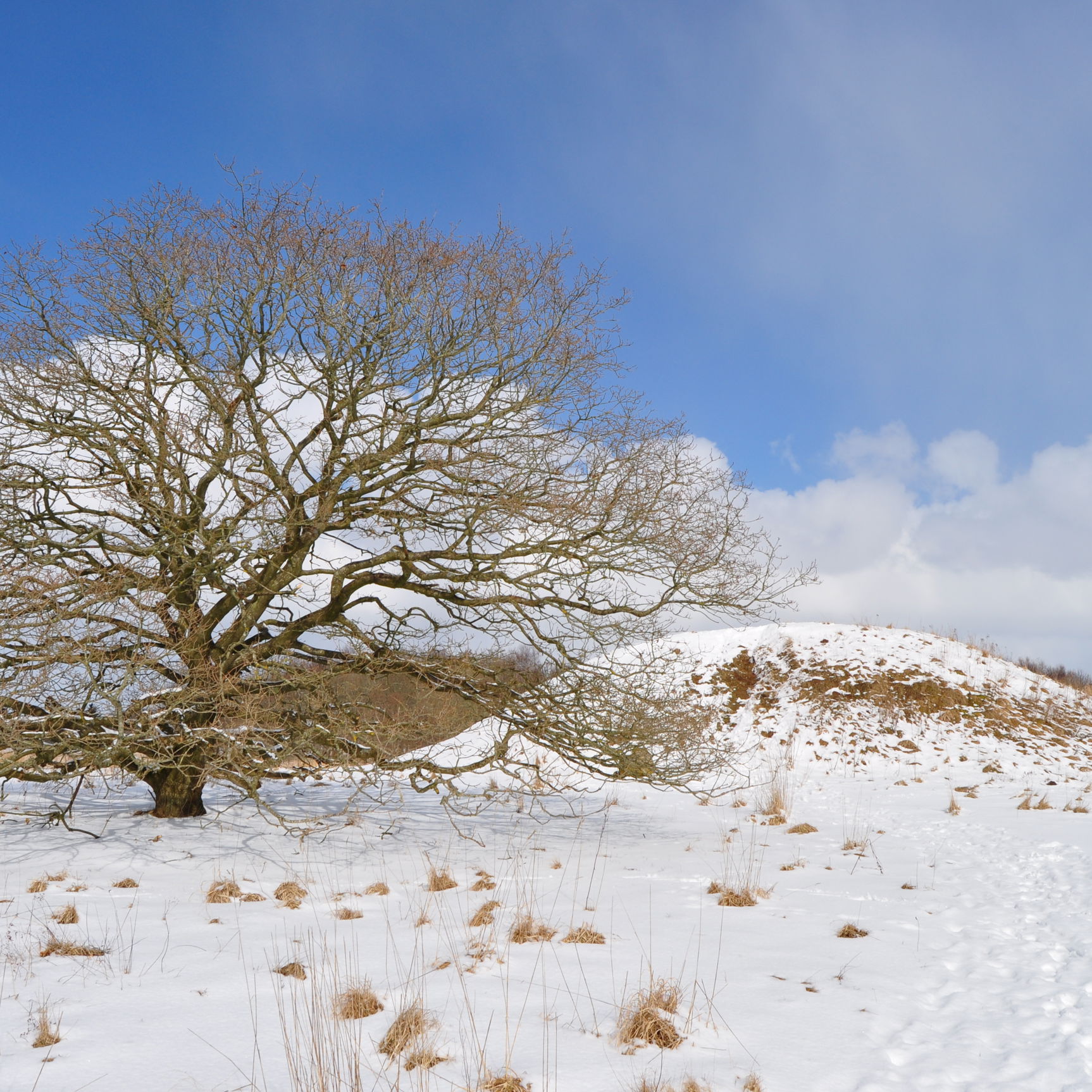 Egtvedpigens høj, vinter