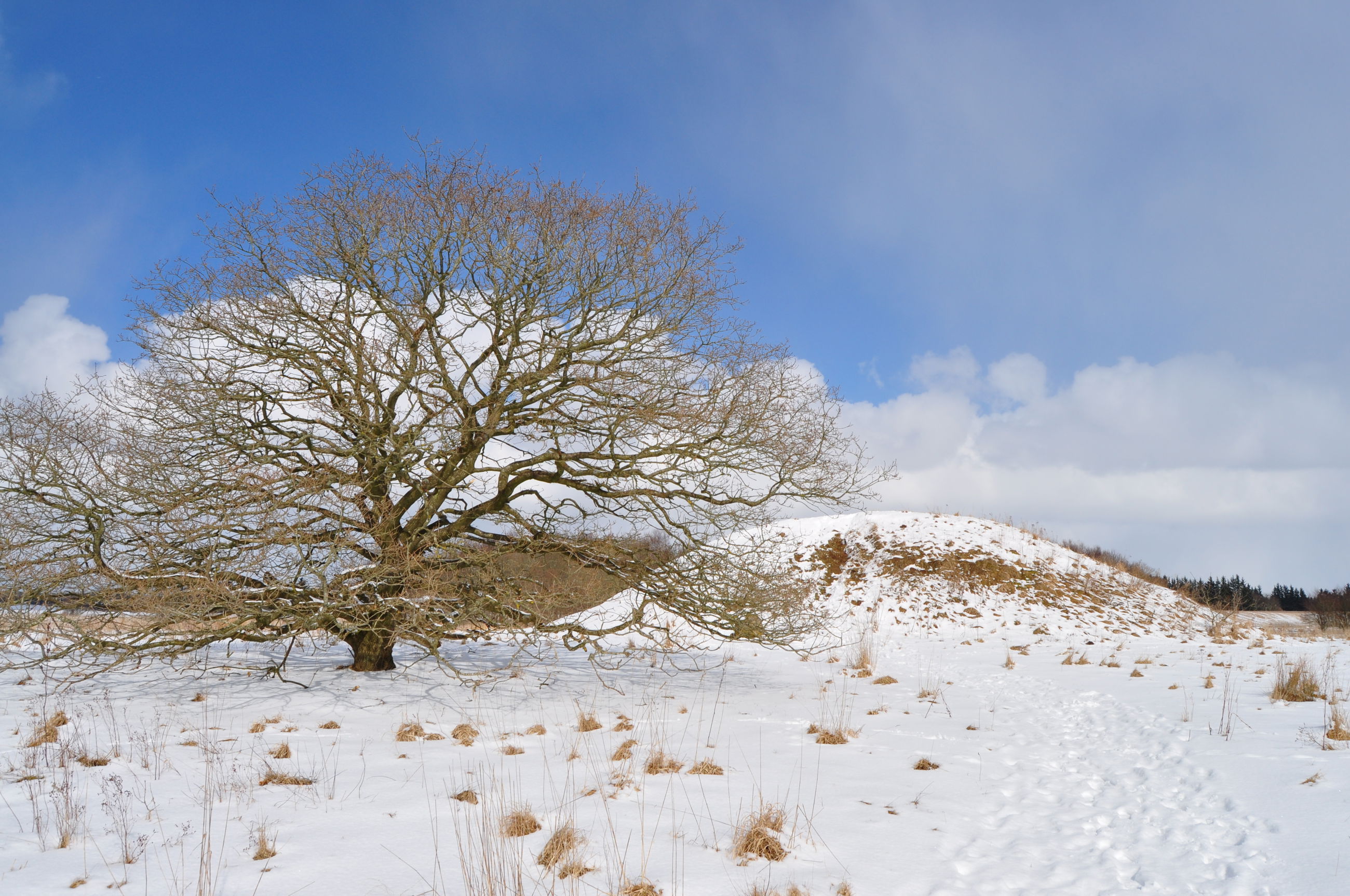 Egtvedpigens høj, vinter